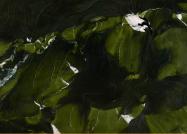 Avocatus